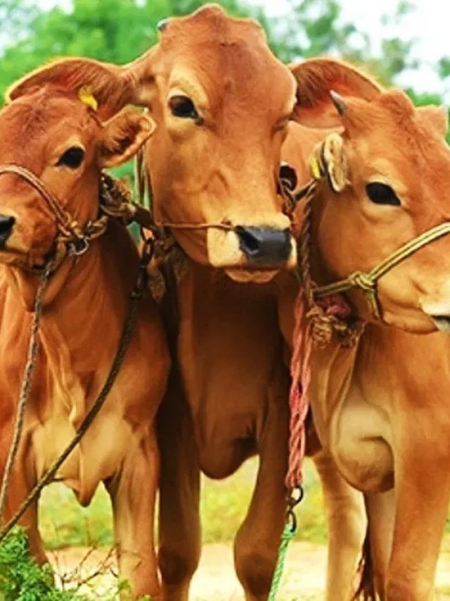 कहीं बीमार तो नहीं है आपका पशु? इन संकेतों से करें पहचान