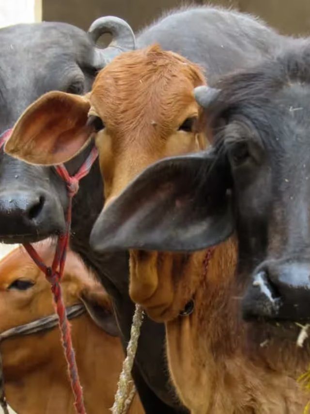 गाय को स्वस्थ रखने के लिए अपनाएं ये घरेलू उपाय, खर्च भी होगा कम