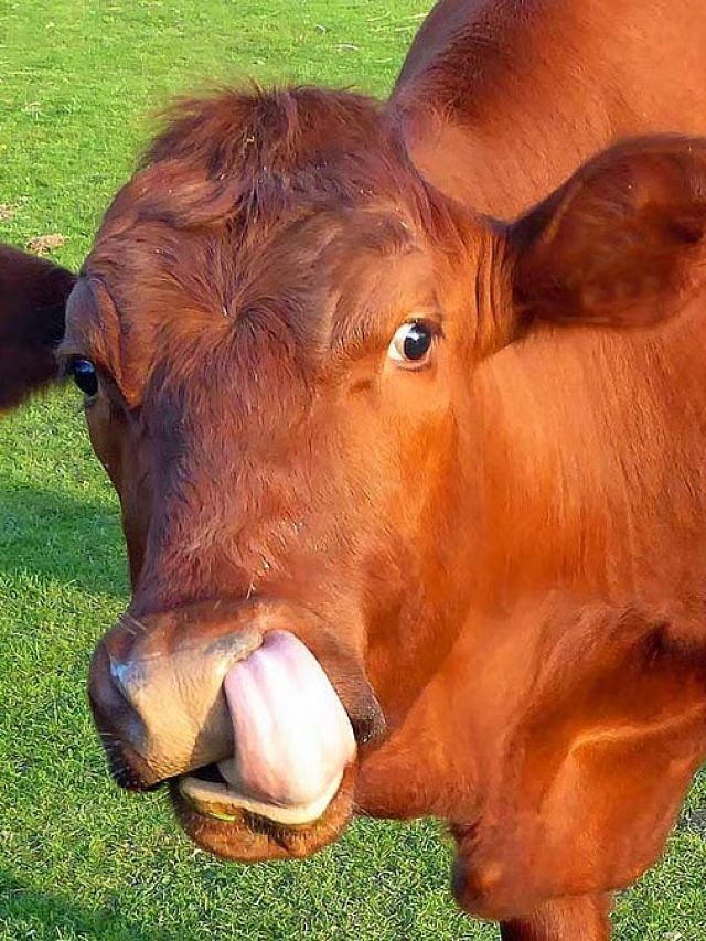 गाय पालने वाले न करें ये गलतियां, वर्ना हो जाएगा घाटा