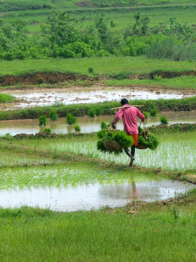 फसलें डूबीं, जानवरों के चारे के लिए किसान परेशान, देखें बाढ़ से बेहाल औरैया का हाल