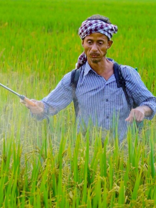 धान की फसल में खाद कब डालना चाहिए? यूरिया डालने से पहले रखें ध्यान