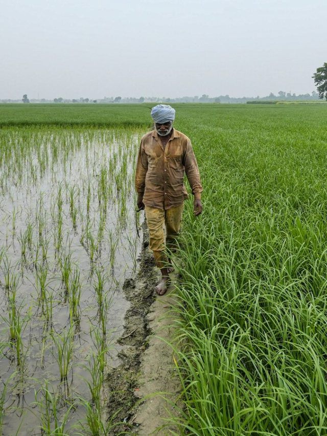 किसानों के लिए जरूरी खबर! गेहूं और सब्जियों की बुवाई को लेकर एडवाइजरी जारी