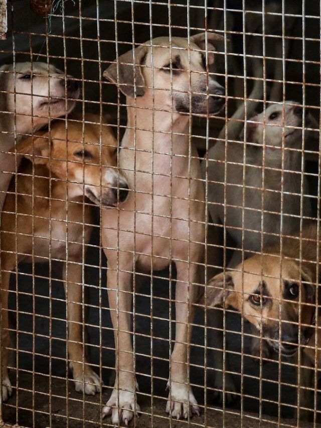 Bites, Fines, Cameras: The stray dog war heats up in Delhi