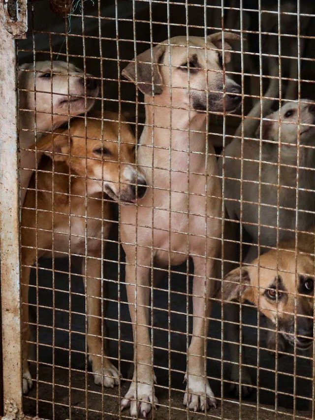 60 million unleashed: Why India can’t control its stray dog explosion