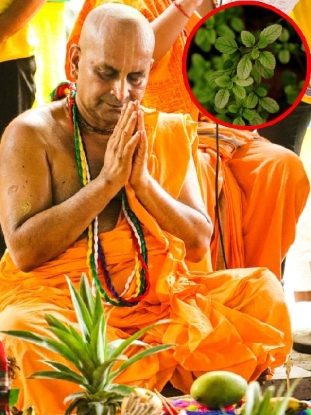 पितृपक्ष में करें तुलसी से जुड़ा ये एक काम, सालभर नहीं होगी पैसों की कमी