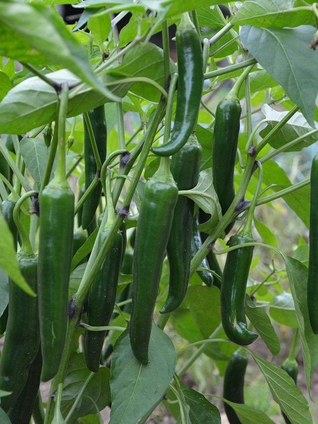 गमले में कैसे उगाएं हरी मिर्च का पौधा? ये है सही तरीका