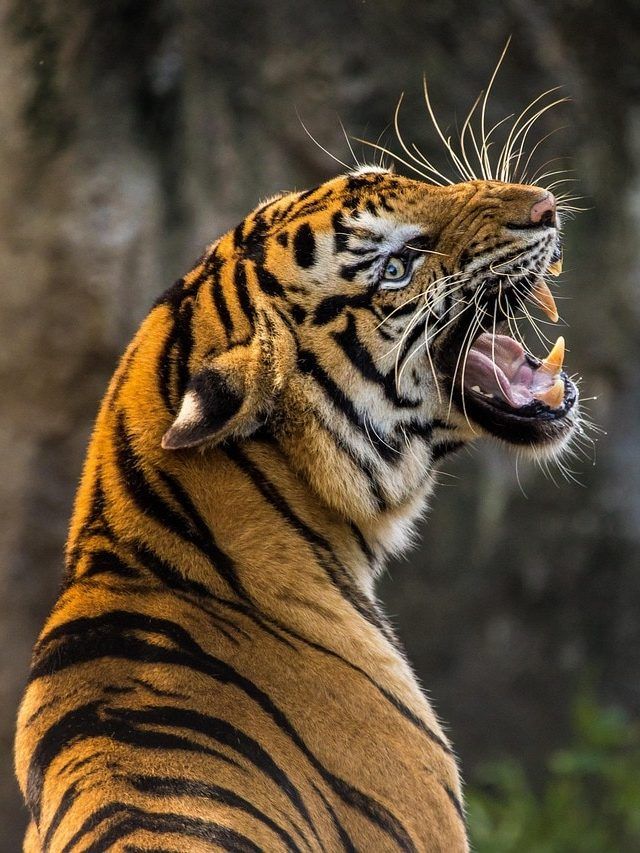 जानिए टाइगर के हर शव का पोस्टमार्टम क्यों किया जाता है