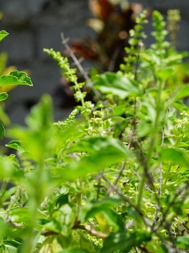 बरसात में खराब हो रहा तुलसी का पौधा? काम आएंगे बस ये 4 टिप्स