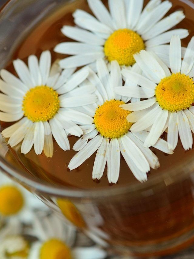 रोज रात में सोने से पहले जरूर पिएं ये चाय, मिलेंगे अनगिनत फायदे