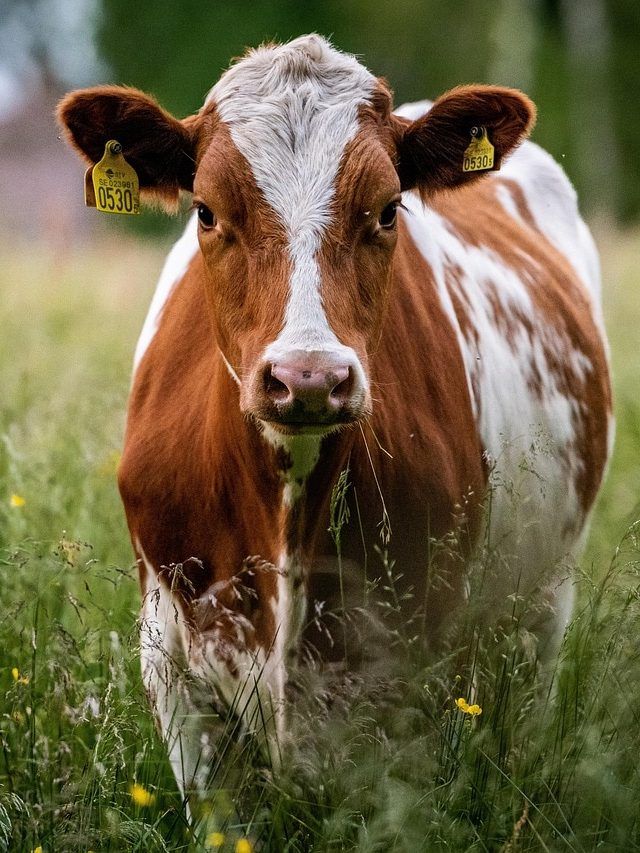 गाभिन गाय-भैंस का रखें खास ध्यान, बरसात में ऐसे करें देखभाल