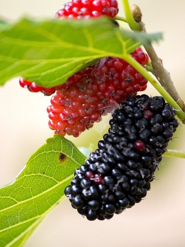 घर पर उगा सकते हैं ब्लैकबेरी, पर जरूर रखें इन बातों का ख्याल