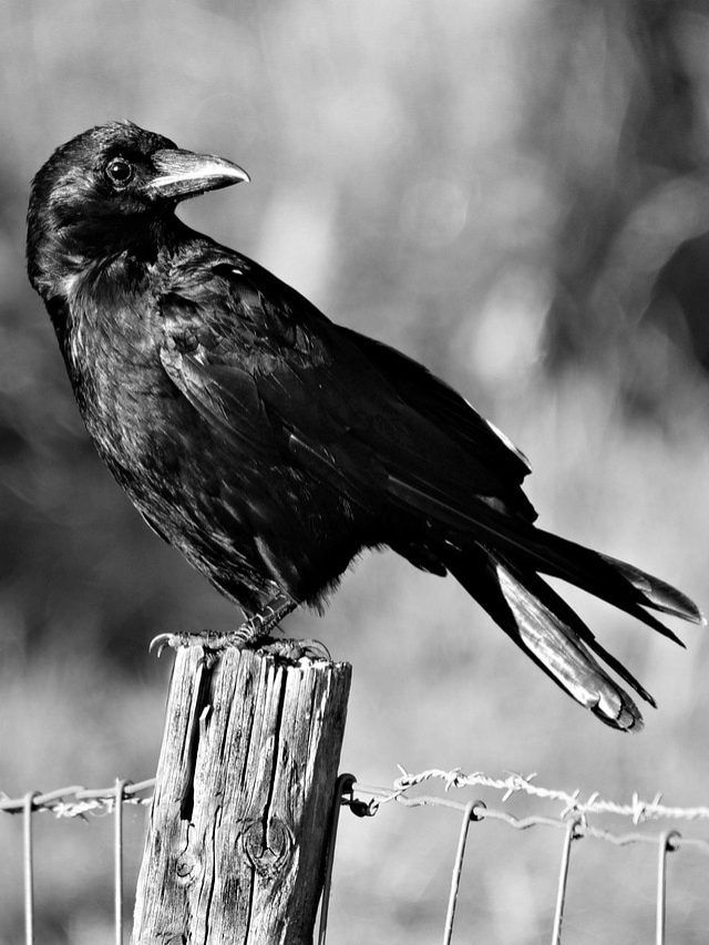 पितृ पक्ष में इन रूपों में आते हैं पूर्वज, कभी न लौटाएं इन्हें खाली हाथ