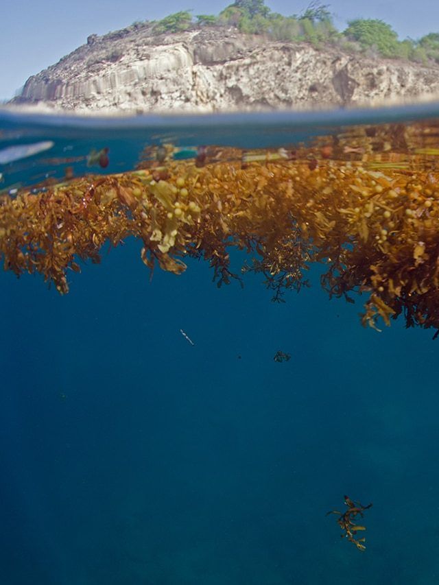 The Sea with no shores: Sargasso, a mystery in the middle of the Atlantic