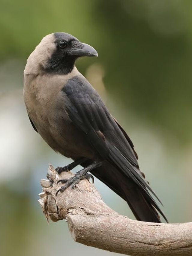 কাককে প্রতিদিন খেতে দেন, জানেন কীসের ইঙ্গিত?