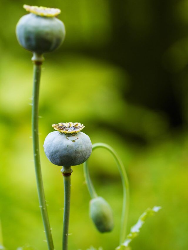 India’s curse: How the British Empire became history’s most profitable drug cartel