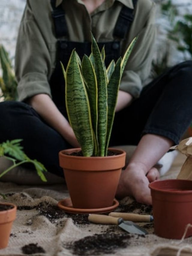 स्नेक प्लांट की भी होती है कटाई-छंटाई? यहां जानें सही तरीका