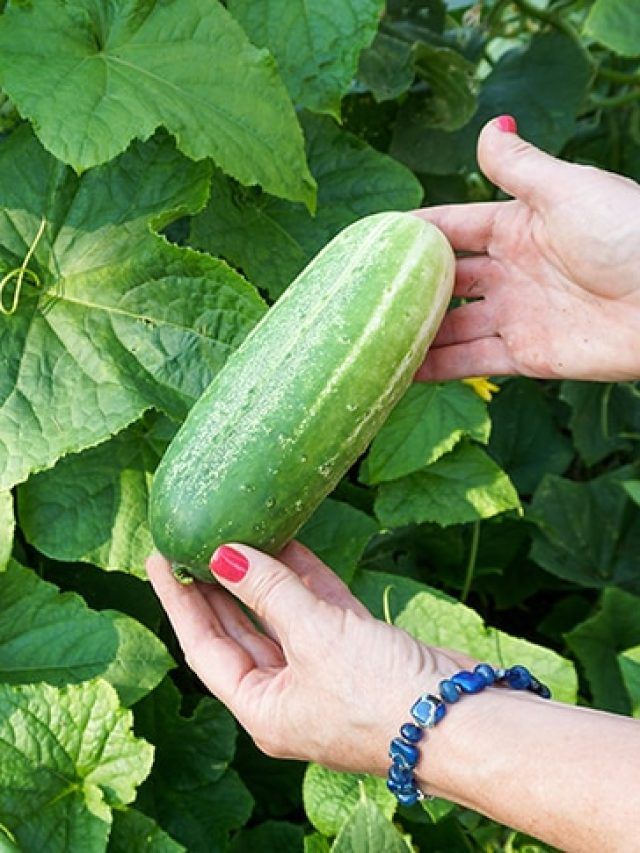 The hidden garden wars destroying your cucumbers