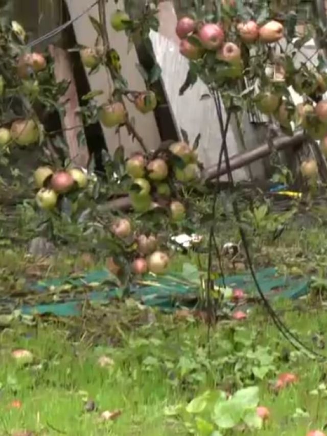 सेब कारोबार पर मौसम की मार, हिमाचल में बर्बाद फसल, देखें हाल