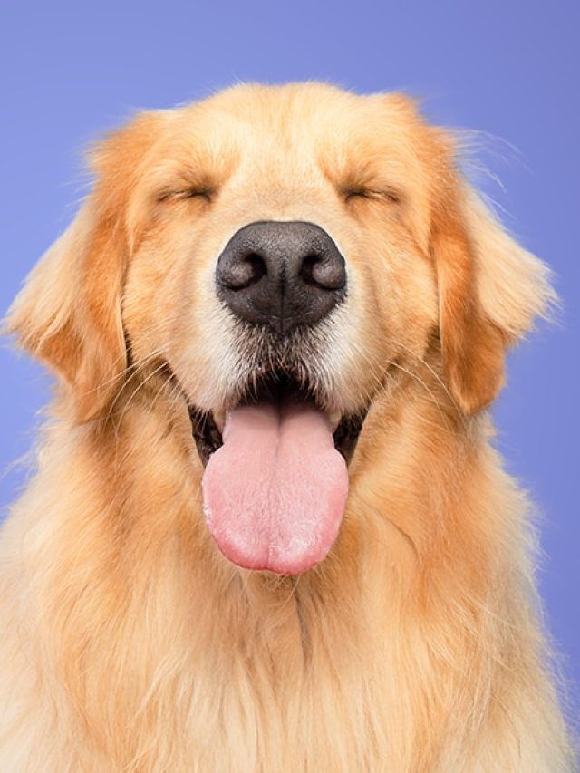 9 Reasons Goldens Win: Why Retrievers top every best-pet list