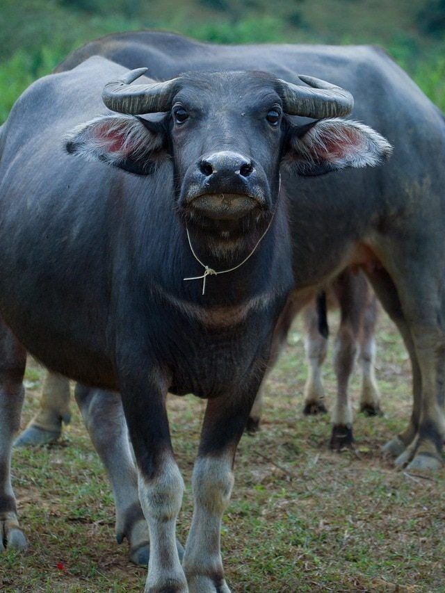 इन दो नस्ल की भैंसों के बिना अधूरा है डेयरी फार्म! जानिए इनका नाम