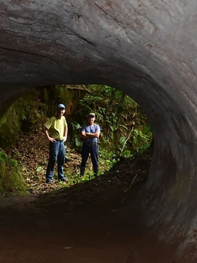 Not Man, Not Nature, Then Who?: The Ice Age Mystery Beneath South America