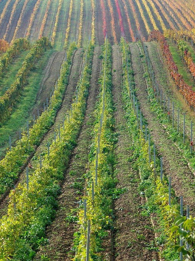 खेत में सब्जी उगाने से पहले जरूर करें ये काम, बढ़िया होगी पैदावार