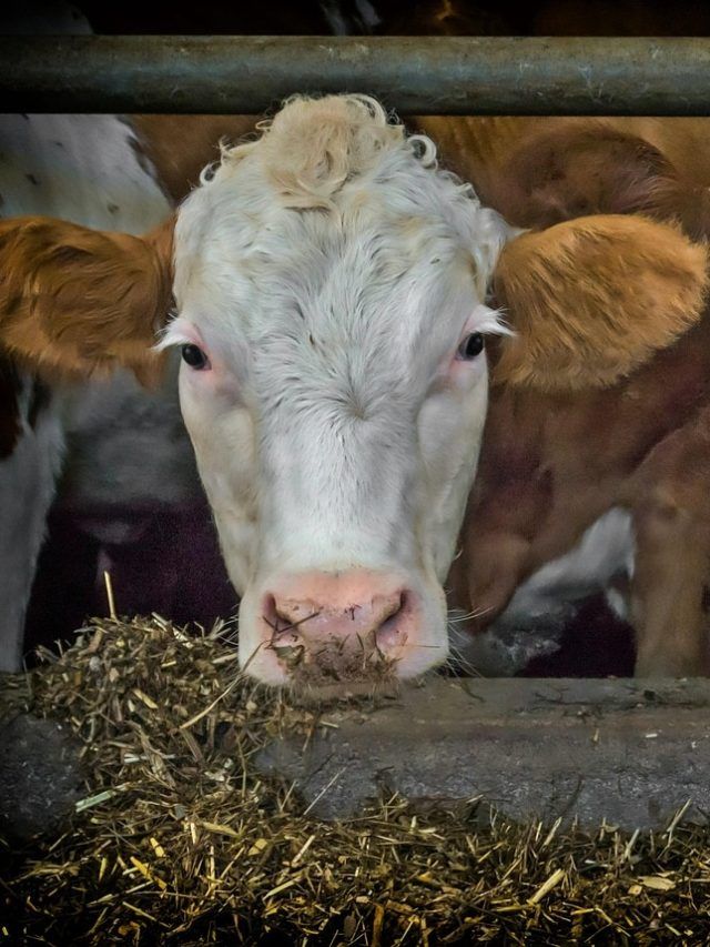 गाय-भैंस को सर्दियों में इस तरह खिलाएं चारा, बहने लगेगी दूध की धारा!