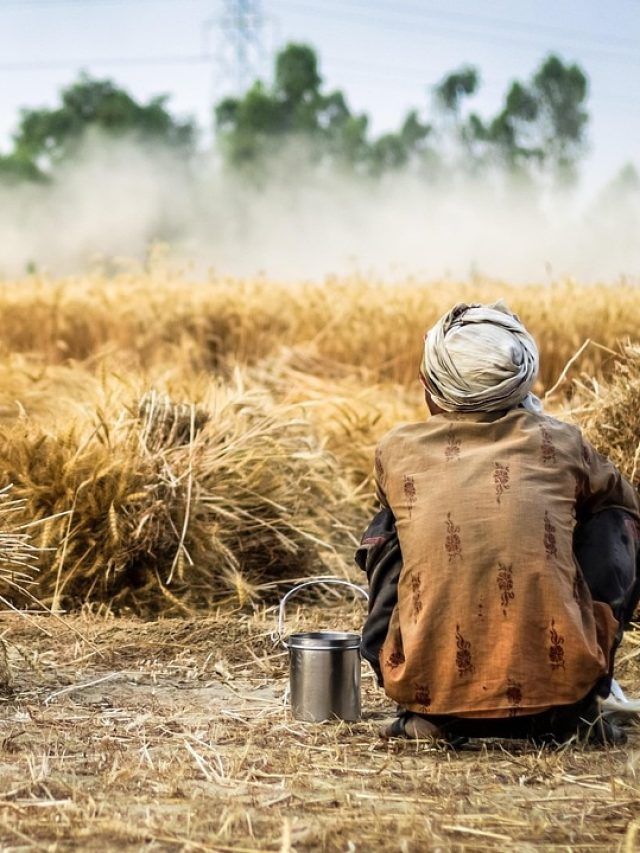 कीट-जानवर से धान की फसल को बचाना जरूरी, समय रहते करें ये उपाय