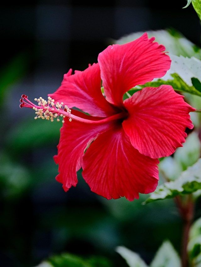 इस तरह घर में लगाएं गुड़हल का पौधा, खिलेंगे खूब फूल, देखभाल भी आसान