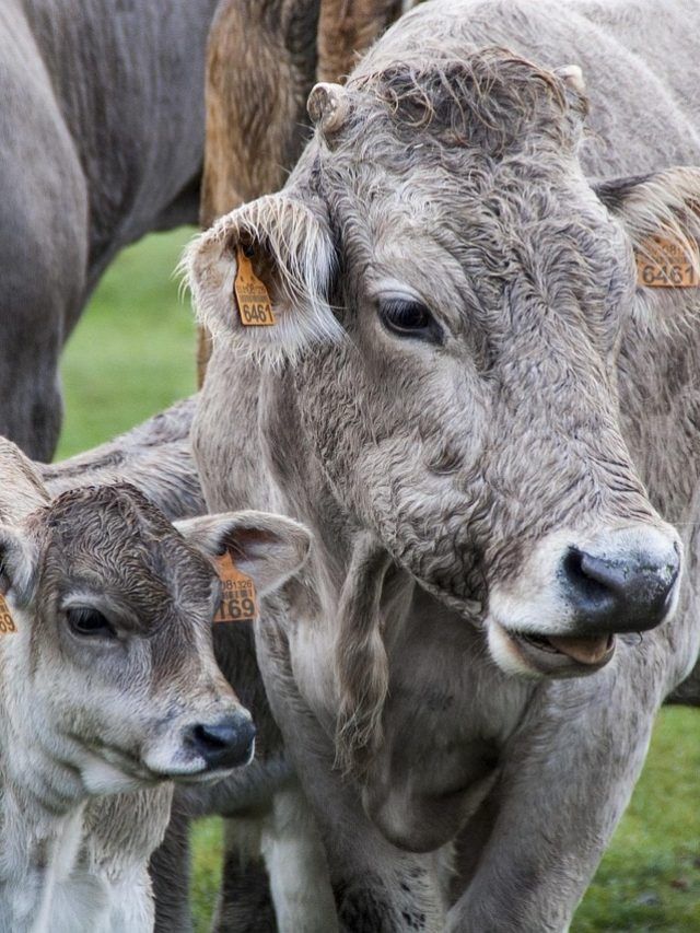 गाय-भैंस दुहने का सही समय चुनेंगे तो होगा फायदा, बढ़ेगा दूध