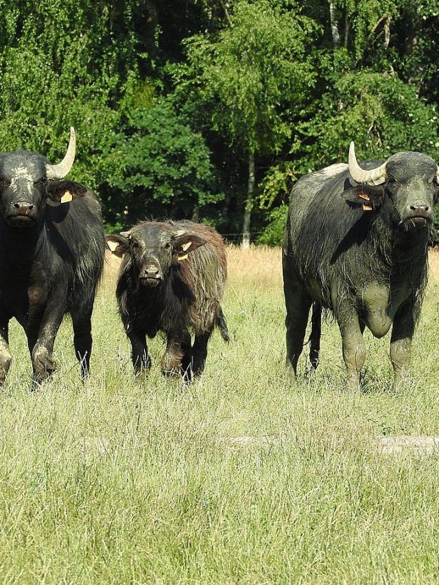 बरसात के बाद पशुओं पर पैरासाइट अटैक का खतरा, ऐसे करें रोकथाम