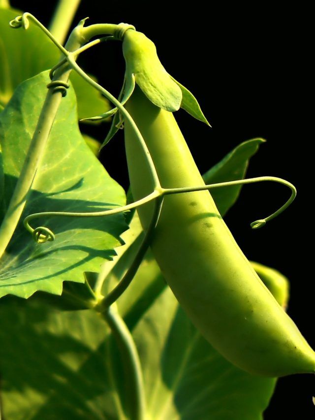 मटर की खेती से बढ़िया मुनाफा कमा सकते हैं किसान, जानें बुवाई का सही समय