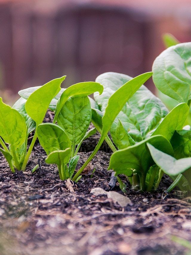 इन स्टेप्स को फॉलो करके घर में उगाएं पालक, फ्री में मिलेगी ताजी हरी सब्जी