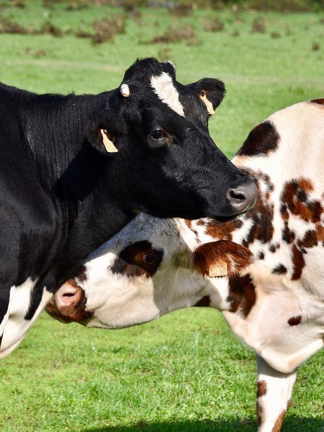 मॉनसून में कम हो गई गाय-भैंसों की भूख? अपनाएं ये टिप्स, बाल्टी भर-भर देंगी दूध