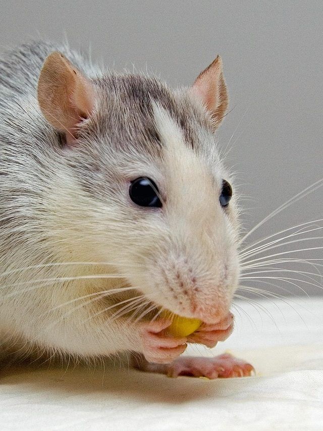 कौन-सा जानवर पानी पीते ही मर जाता है?