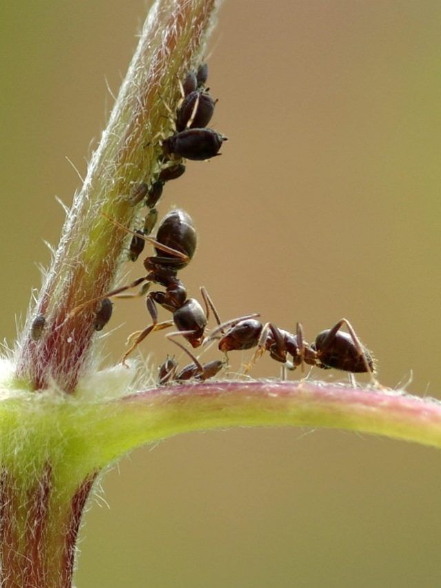 गार्डन में नहीं पनपेंगे बरसाती कीड़े, ये देसी टिप्स आएंगे काम
