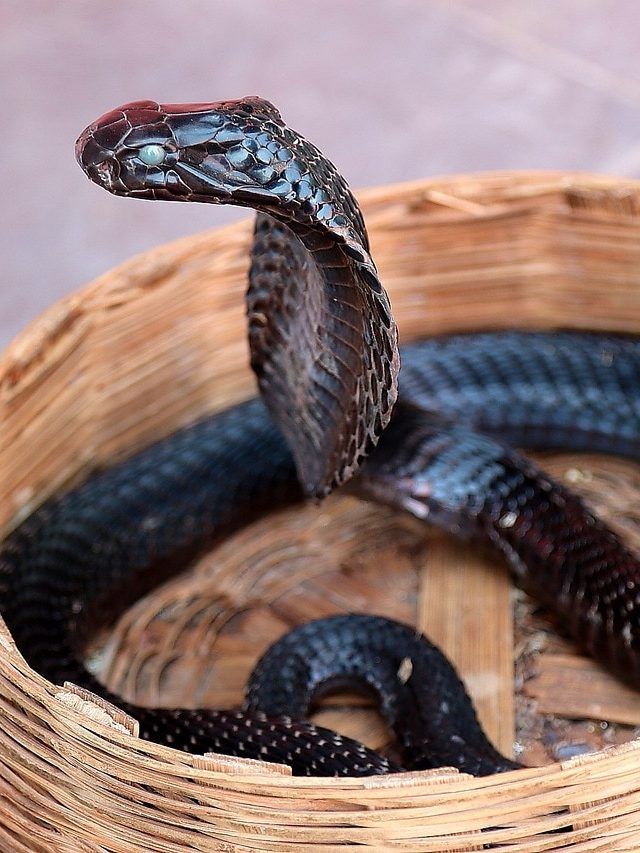 क्या इंसान से तेज भाग सकते हैं कोबरा सांप?