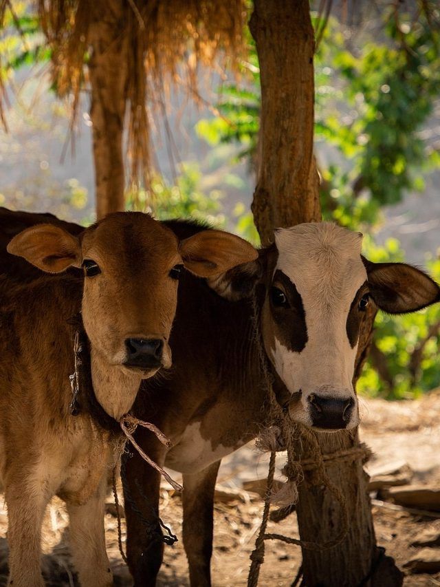 बदलते मौसम में पशुओं का रखें खास ध्यान, ये टिप्स आएंगे काम