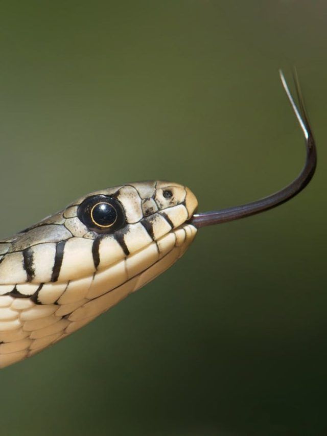 सांप अंडे देते हैं या फिर बच्चे... जानिए क्या है सच