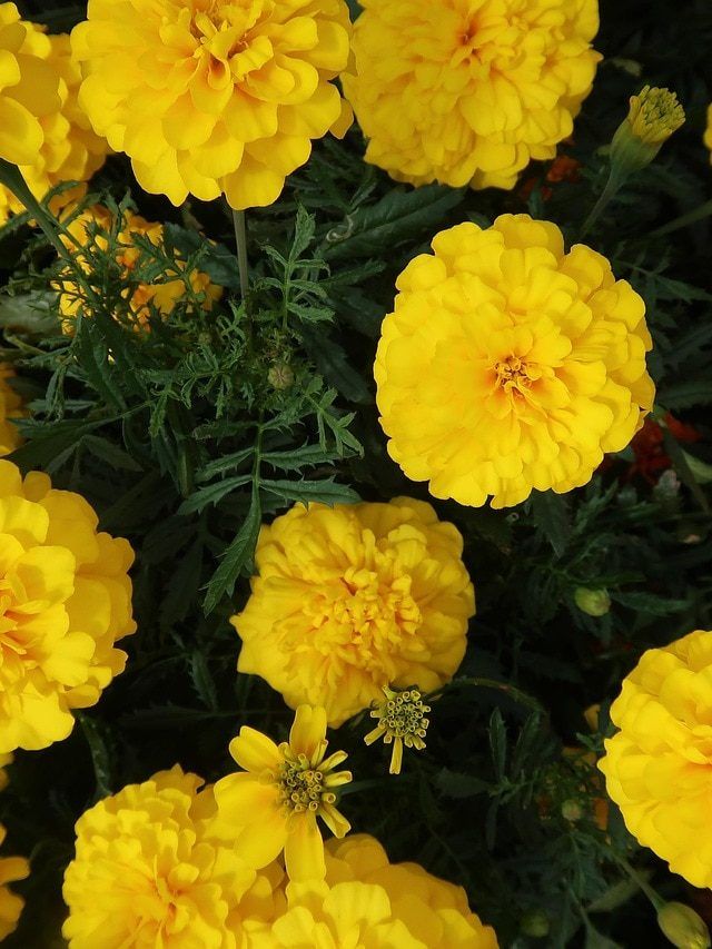 त्योहारों के सीजन में चाहिए गेंदे के खूब फूल? बिना पैसे खर्च किए ऐसे बढ़ाएं पैदावार