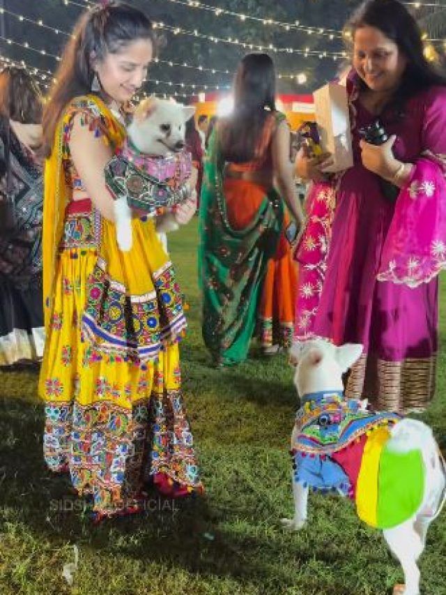 नवरात्रि में पालतू कुत्तों ने मालिक संग जमकर किया गरबा, ट्रेडिशनल ड्रेस में वीडियो वायरल