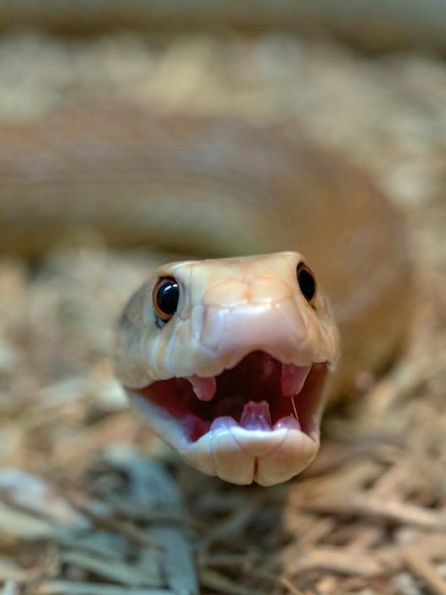 काट ले तो तुरंत मौत... कितना खतरनाक होता है सिरकटा सांप?