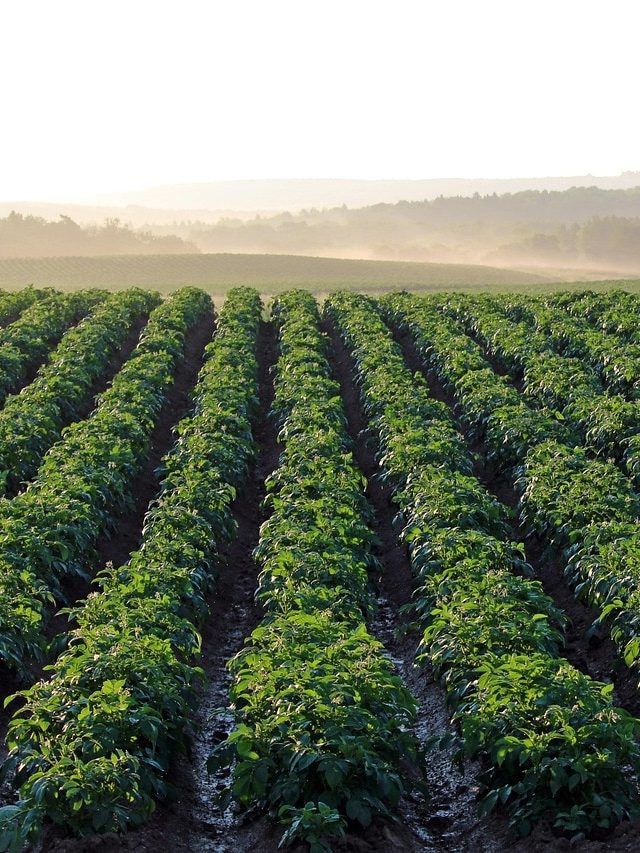 सितंबर में आलू की खेती से पहले किसान कर लें ये जरूरी काम, दोगुना होगा मुनाफा