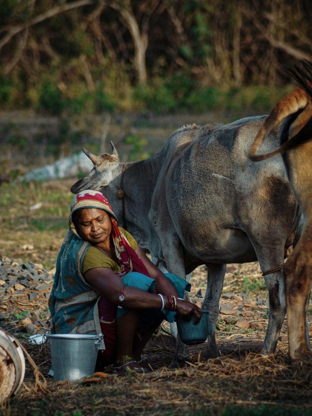 गाय-भैंस-बकरी के चारे में मिलाएं ये चीजें, बाल्टी भर-भर मिलेगा दूध