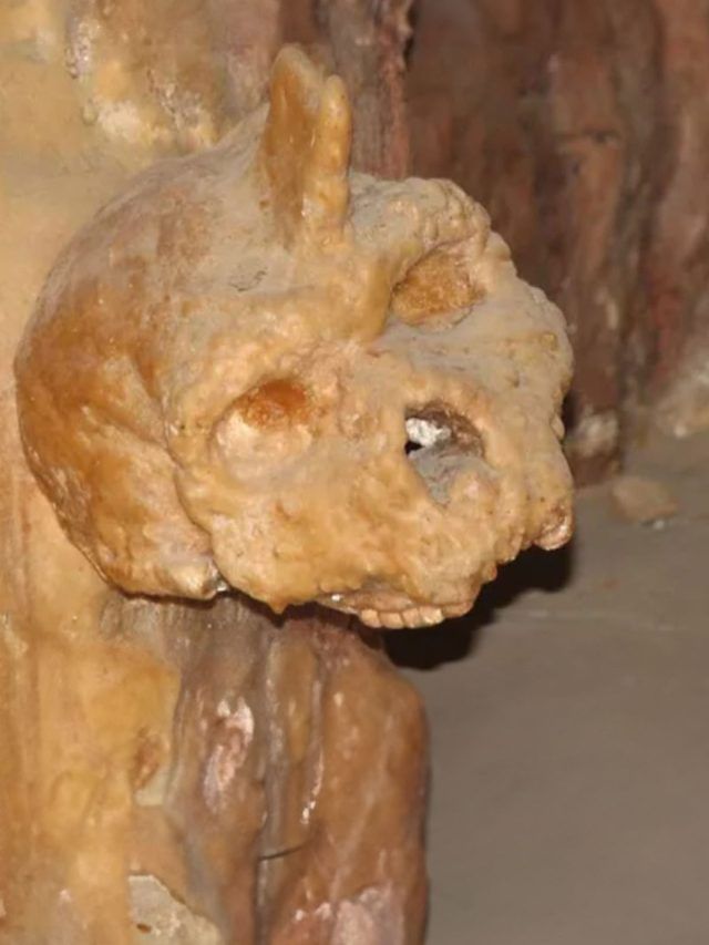 Europe’s other ancestor: The ancient skull that splits humans from Neanderthals