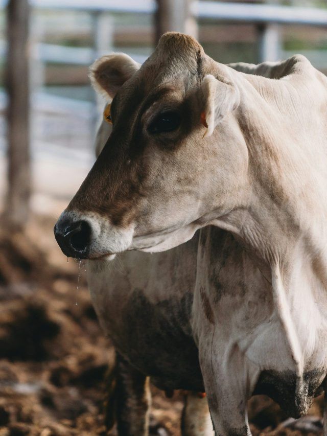 गाय-भैंसों को खिलाएं ये चीजें, खूब होगा दूध उत्पादन, रहेंगी सेहतमंद