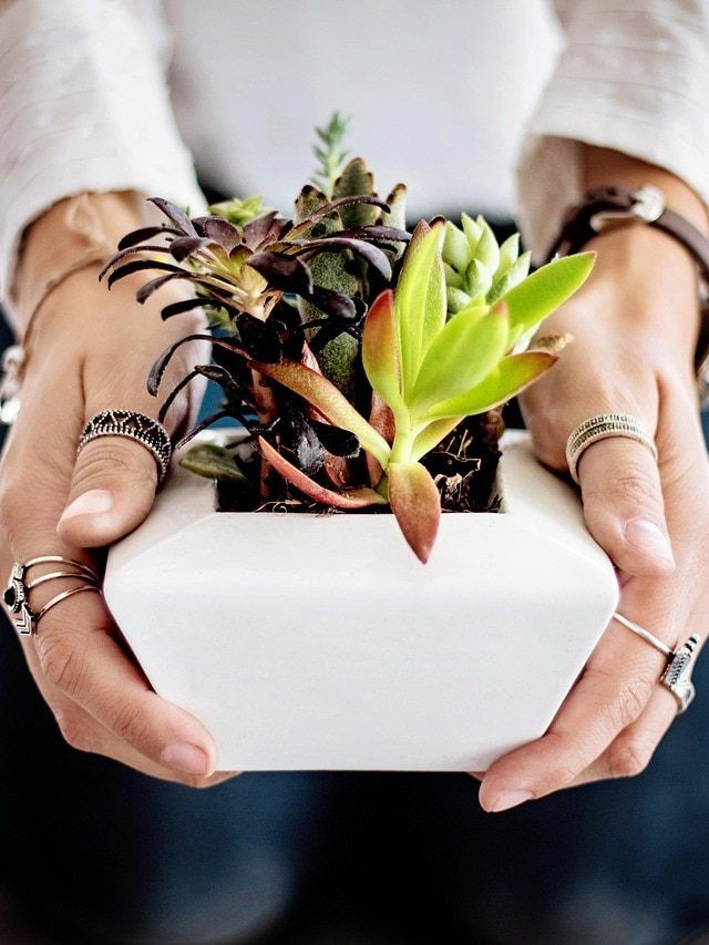 रीपॉटिंग के लिए बरसात का मौसम बेस्ट, दोगुनी होगी पौधों की ग्रोथ