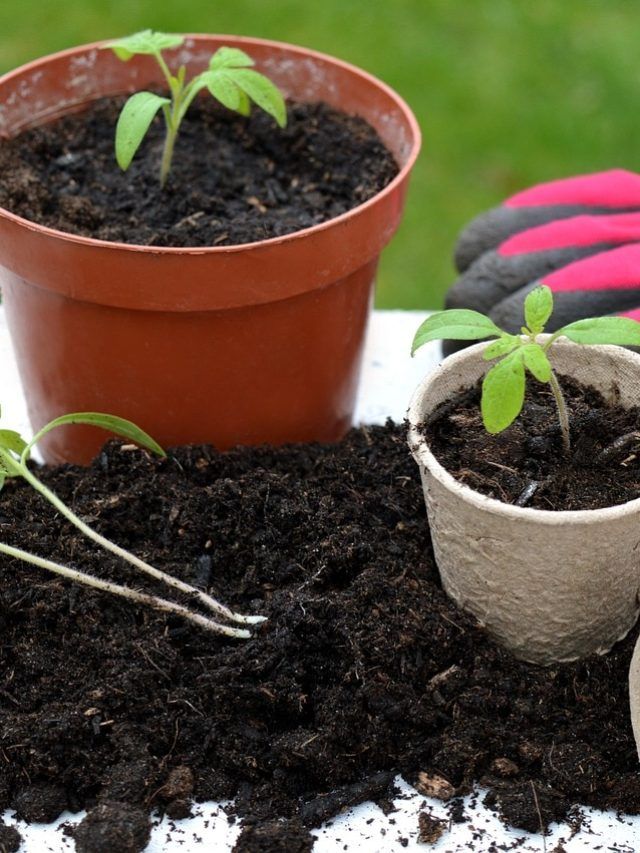 अक्टूबर में भूलकर भी न लगाएं ये पौधे, बर्बाद हो जाएगी मेहनत