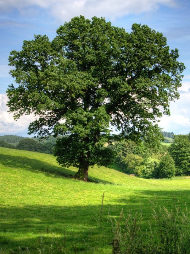 कौन-सा पेड़ सबसे ज्यादा ऑक्सीजन देता है, क्या वाकई पीपल है इसका जवाब?