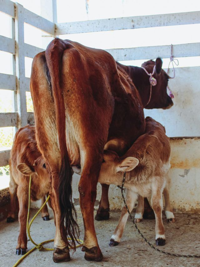 सर्दियों में भी बाल्टी भर-भरकर दूध देंगी गाय-भैंस, खिलाएं ऐसा चारा